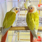 طوطی